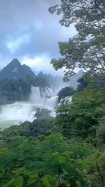 图片上的这种植物是什么?-极致知识共享